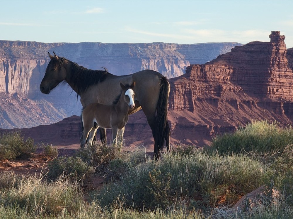 Horse and foal standing on grassy terrain with red rocky cliffs in the background.